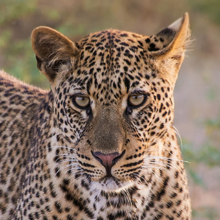 South Luangwa - Close-up leopard